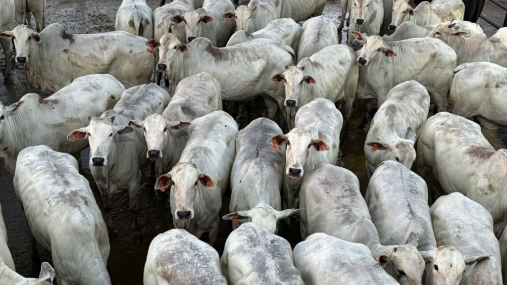 Foto: Divulgação.