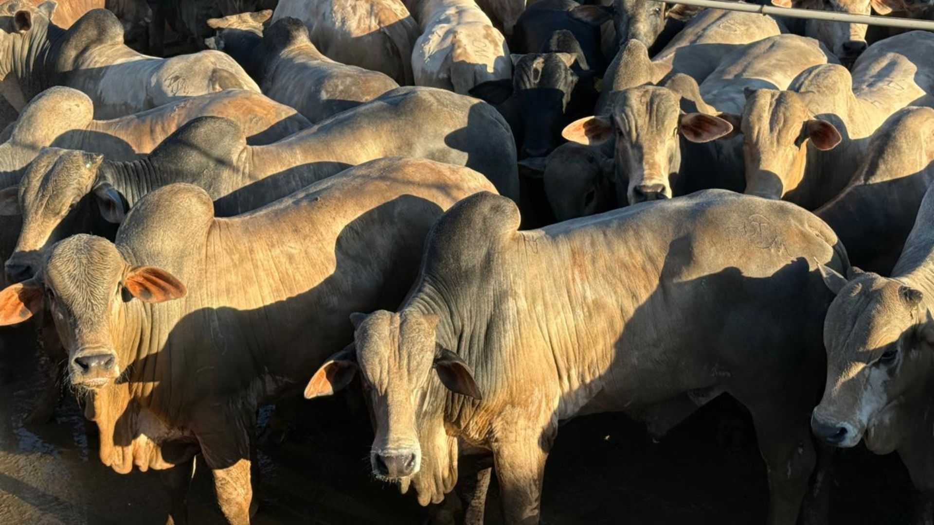 Foto: Divulgação.