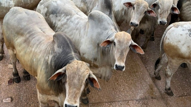 Foto: Divulgação.