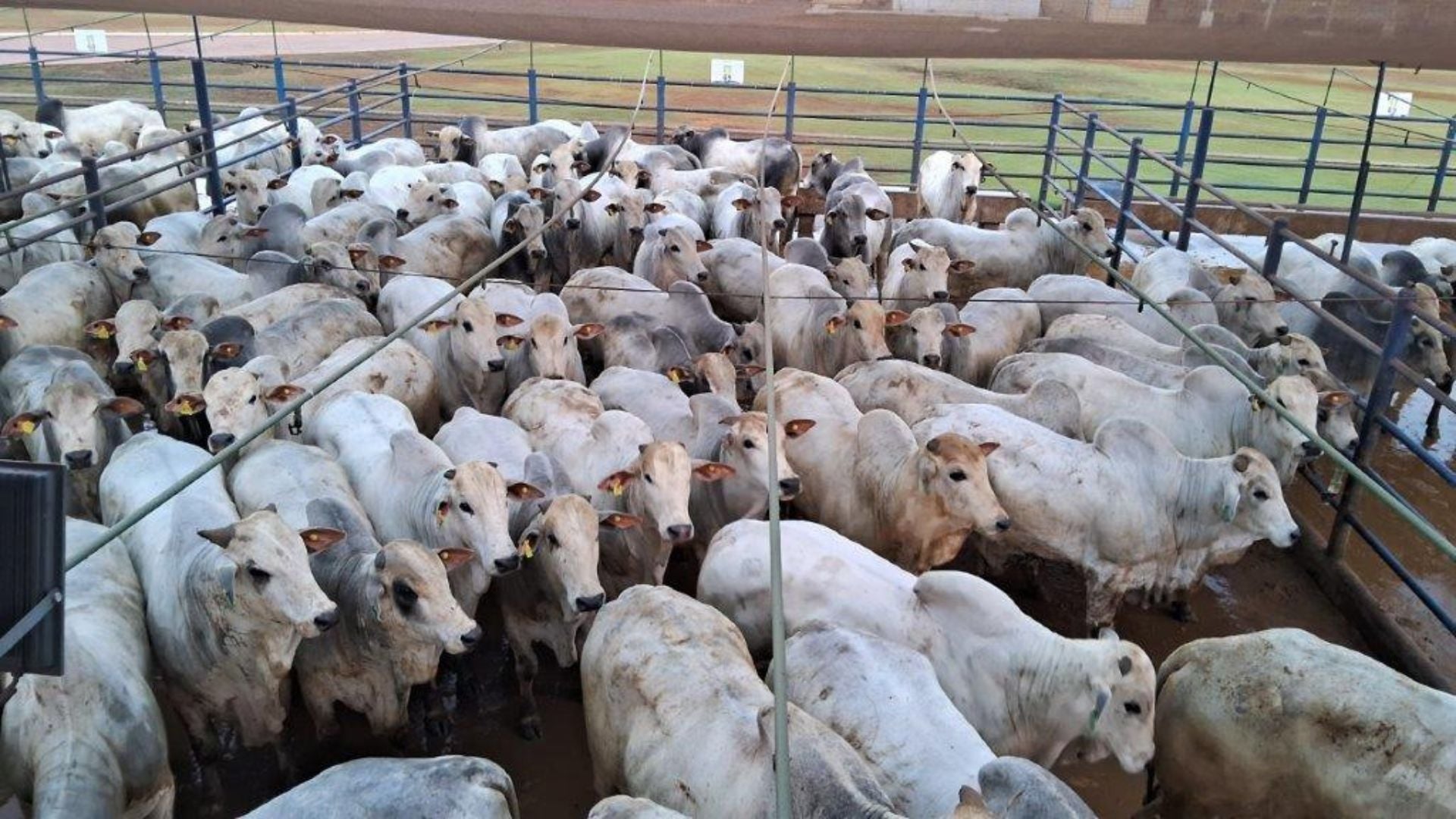 Foto: Divulgação.