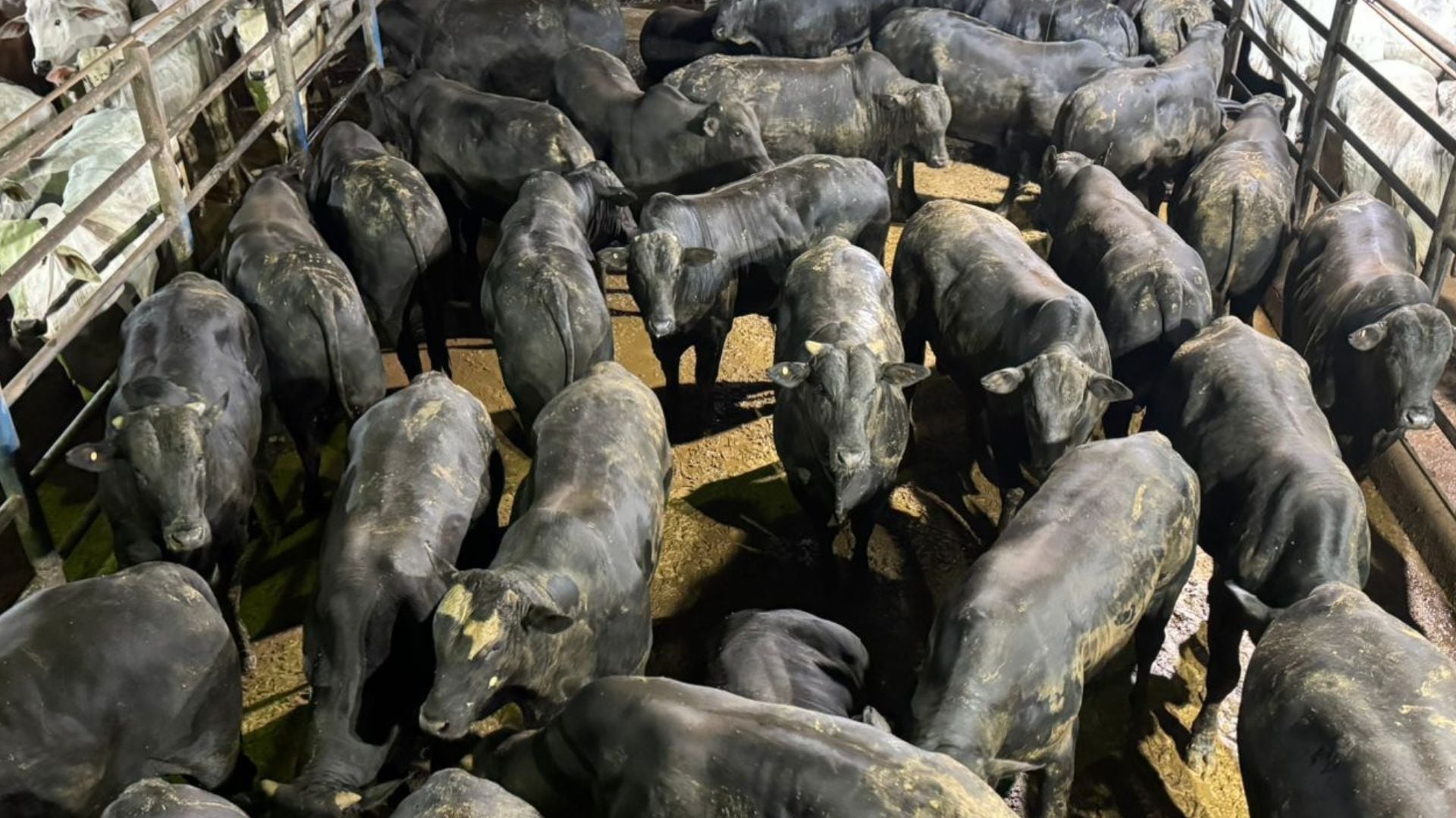 Foto: Divulgação. 