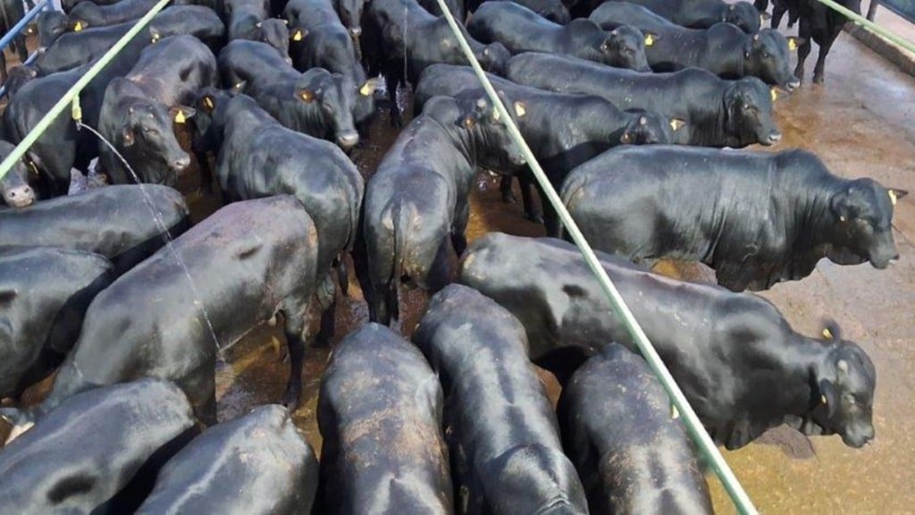Foto: Divulga&ccedil;&atilde;o.