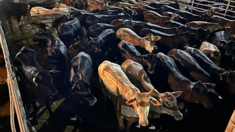 Foto: Divulgação.
