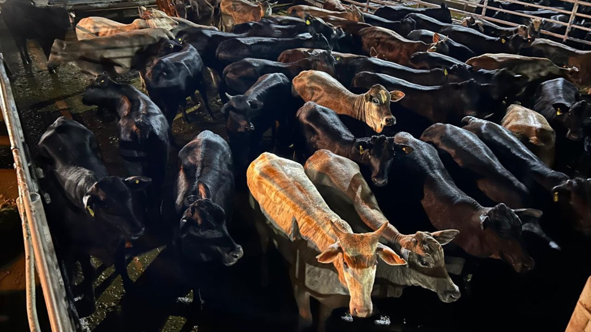 Foto: Divulgação.