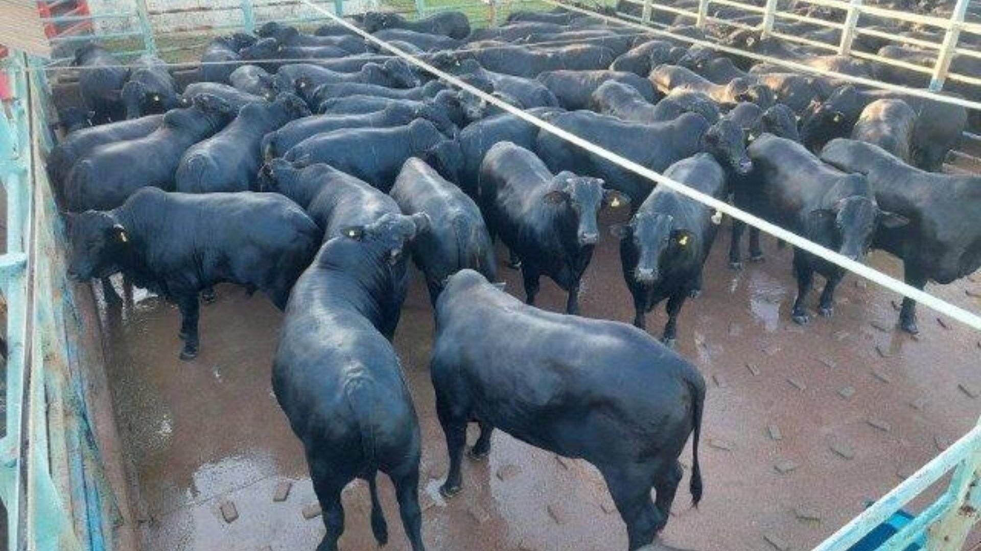 Foto: Divulgação.