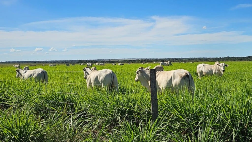 Foto: Divulga&ccedil;&atilde;o.