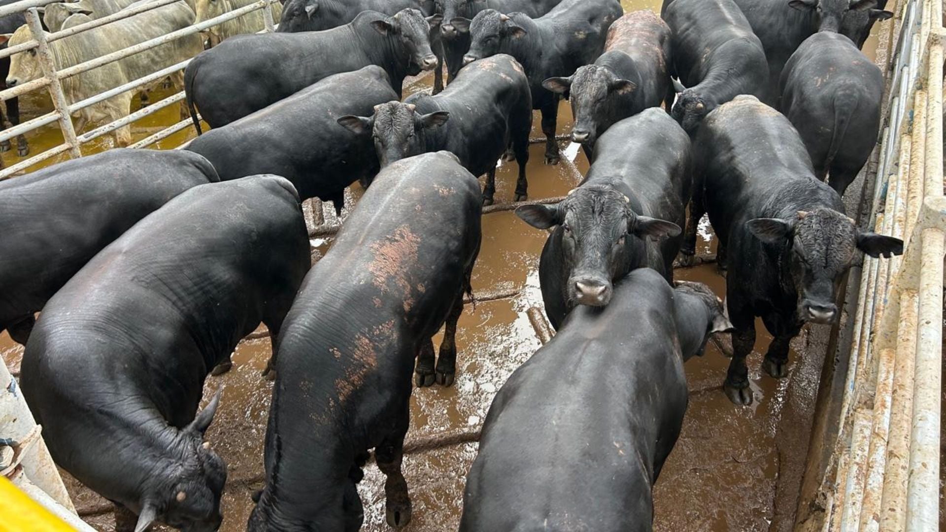 Foto: Divulgação. 