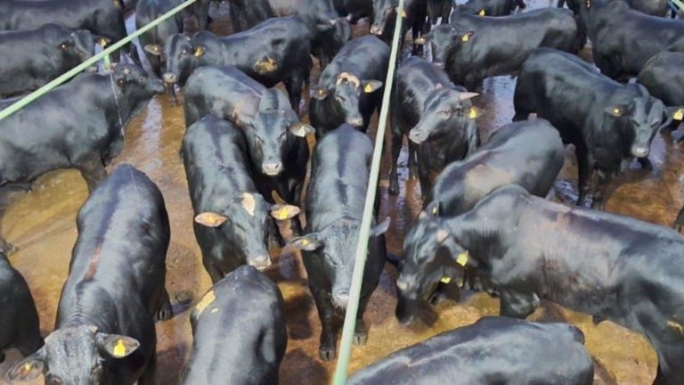 Foto: Divulgação.