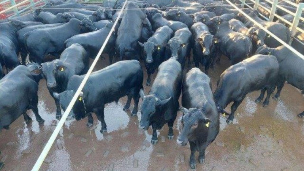Foto: Divulga&ccedil;&atilde;o.