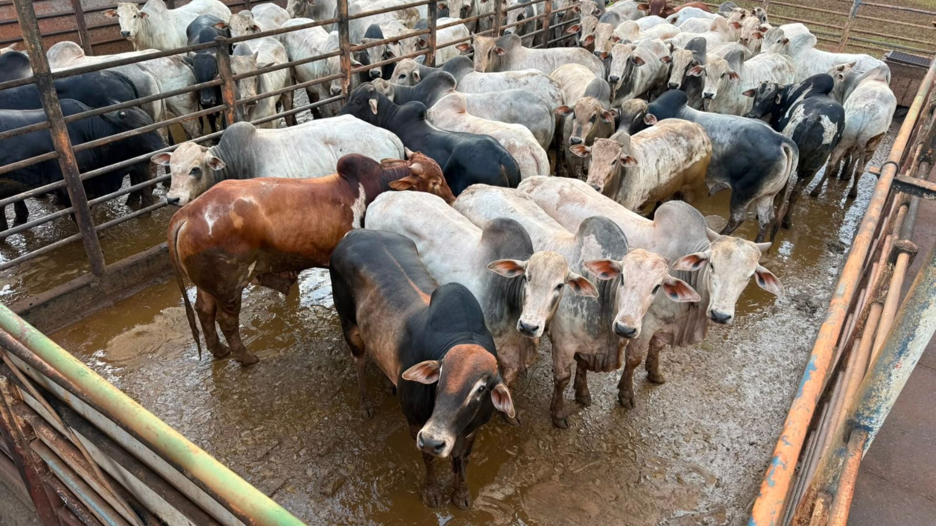 Foto: Divulgação.