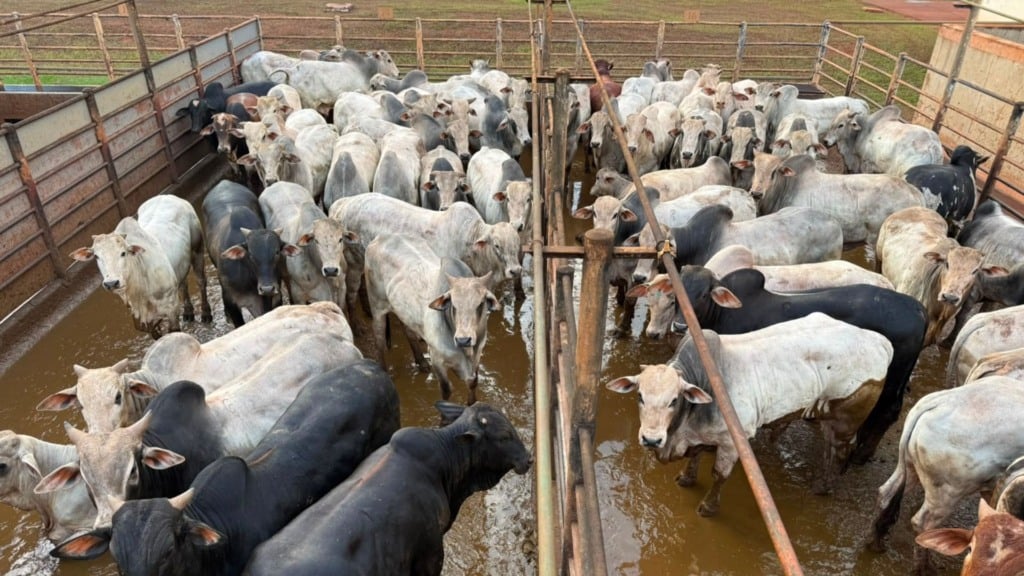Foto: Divulga&ccedil;&atilde;o.