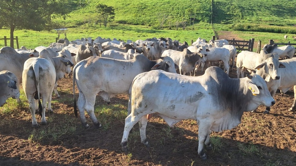 Foto: Divulga&ccedil;&atilde;o.