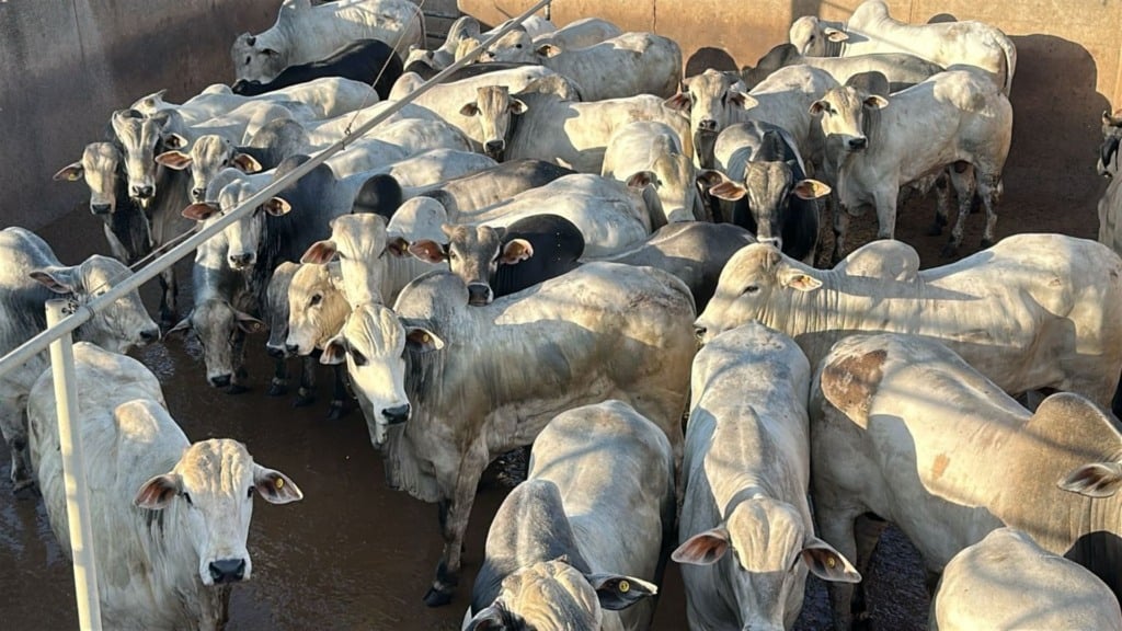 Foto: Divulga&ccedil;&atilde;o.