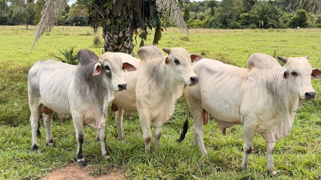 Foto: Divulga&ccedil;&atilde;o.