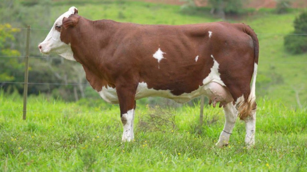 Foto: Divulgação/Simbrasil.