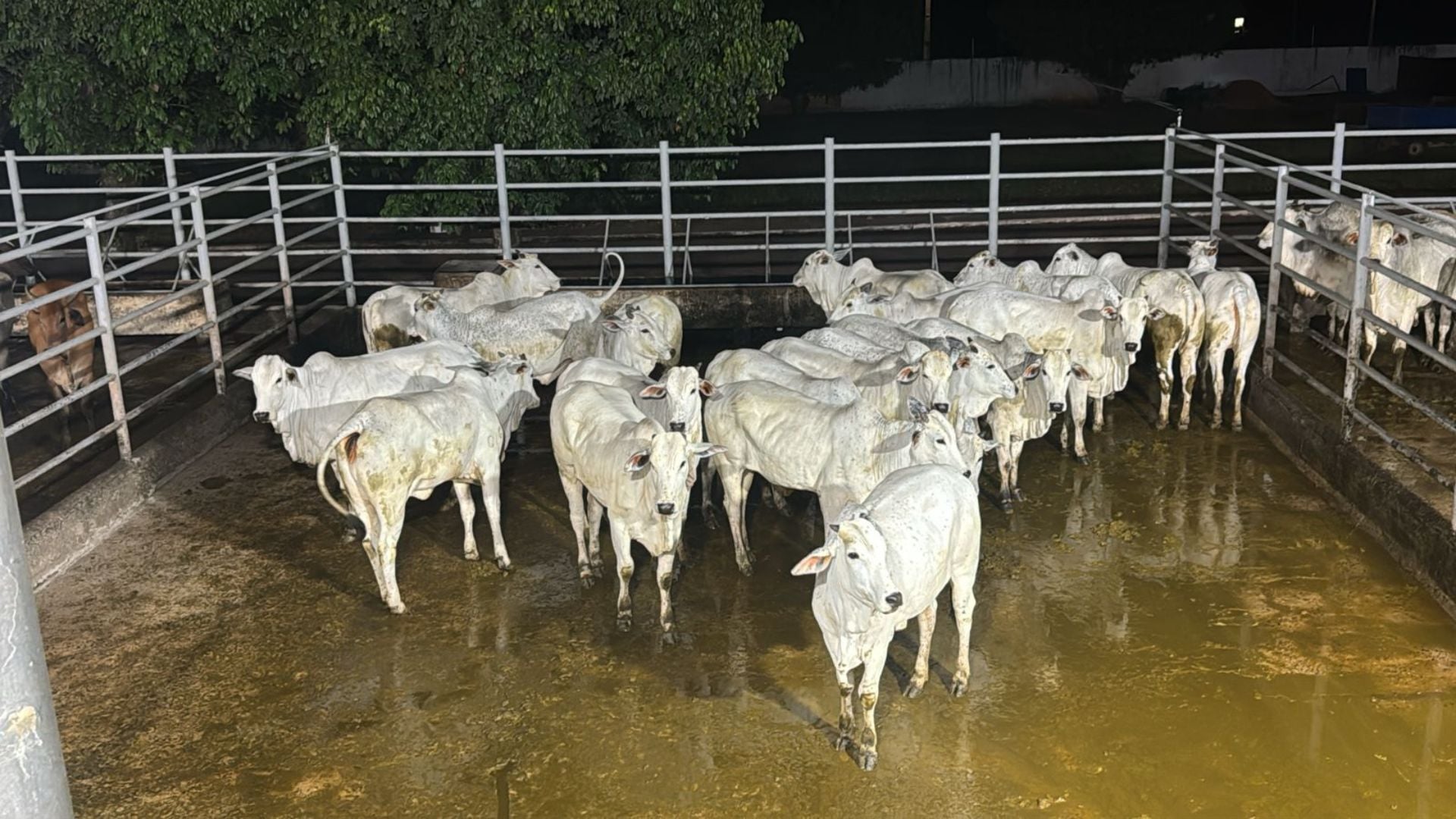 Foto: Divulgação.