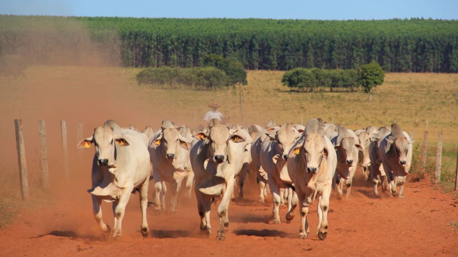 Foto: Divulgação. 