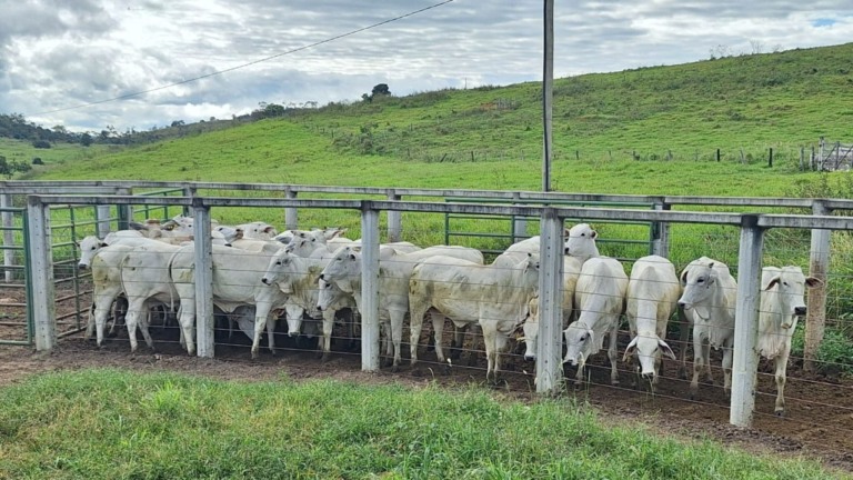 Foto: Divulgação.