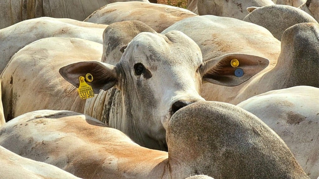 Foto: Divulga&ccedil;&atilde;o.