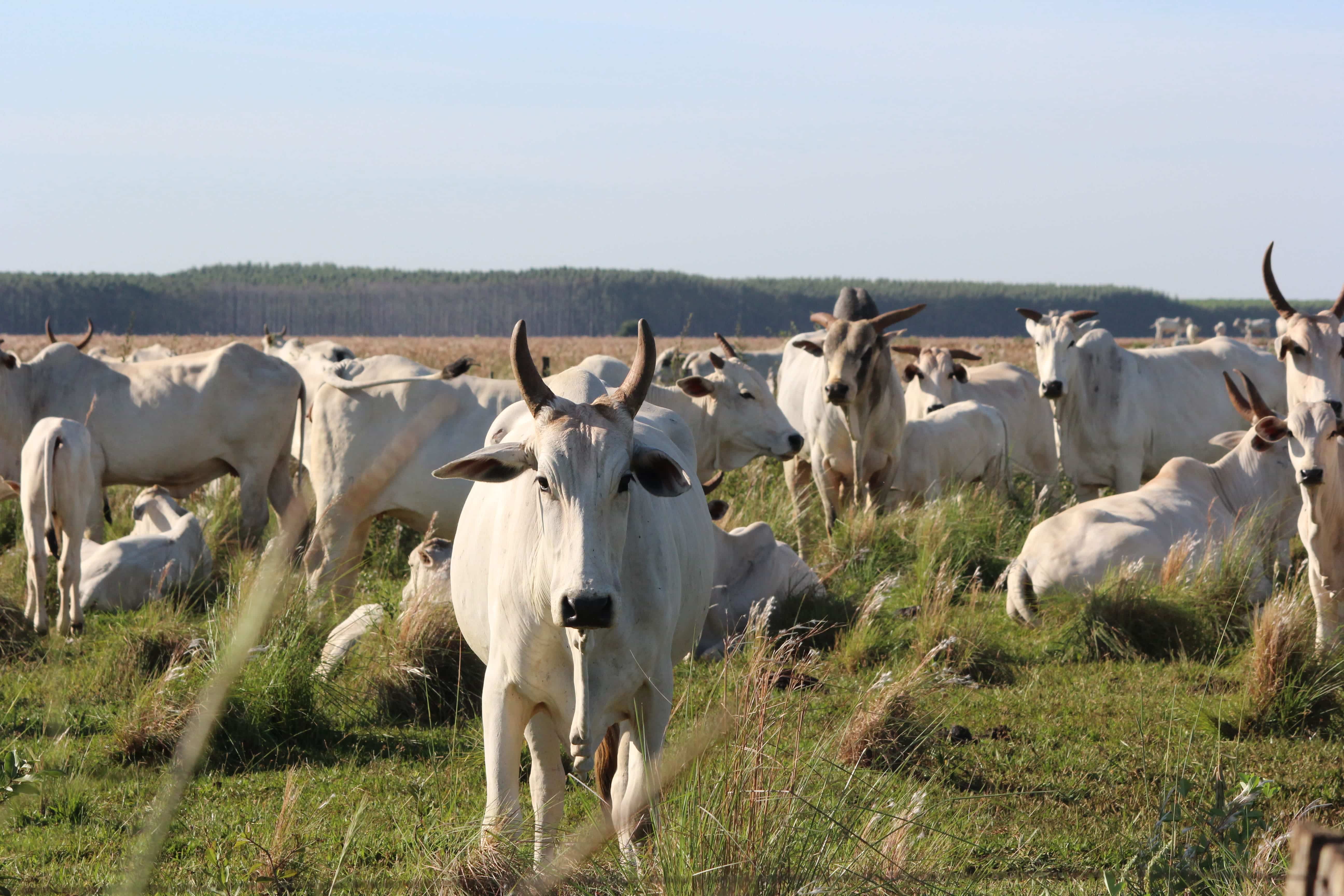 Ministério da Agricultura reconhece programa de boas práticas da Embrapa