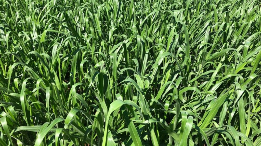 Foto: Divulgação. Foto: Divulgação.