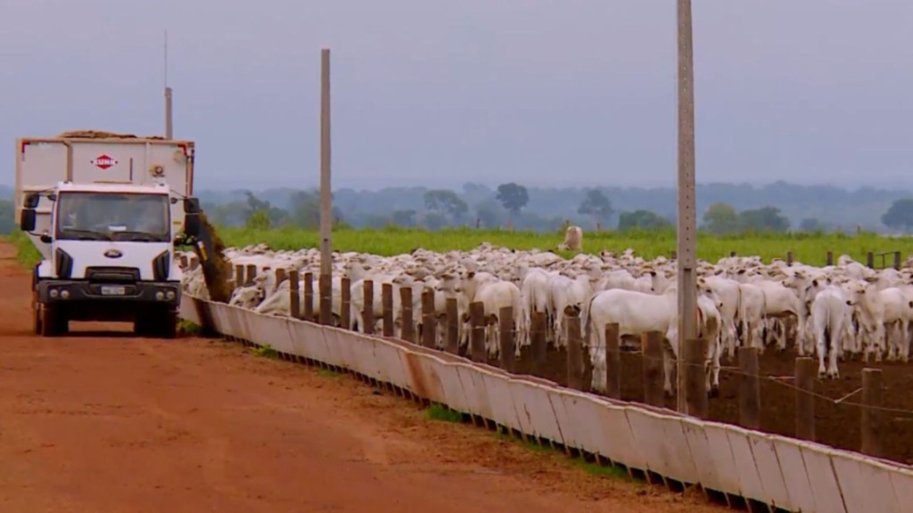 Foto: Reprodução/Giro do Boi.