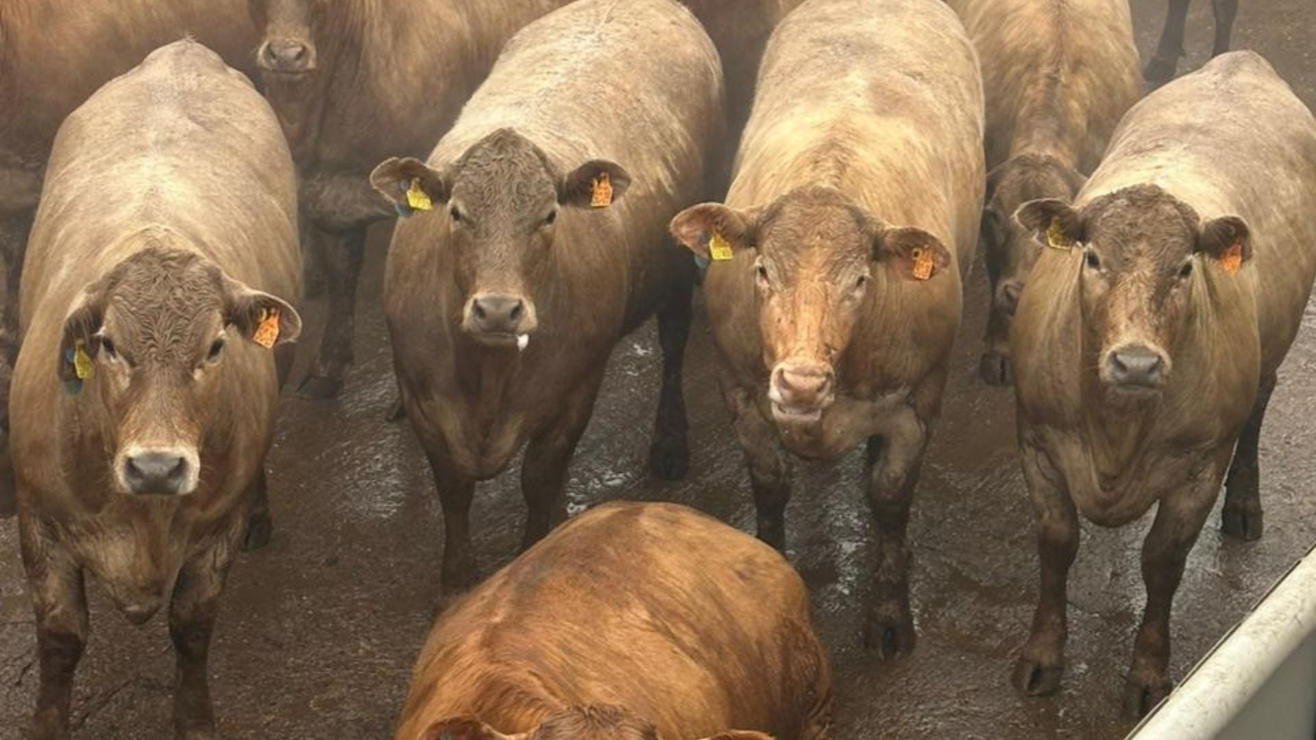 Tricross: novilhas com sangue Charolês chegam a quase 20 arrobas no Mato Grosso
