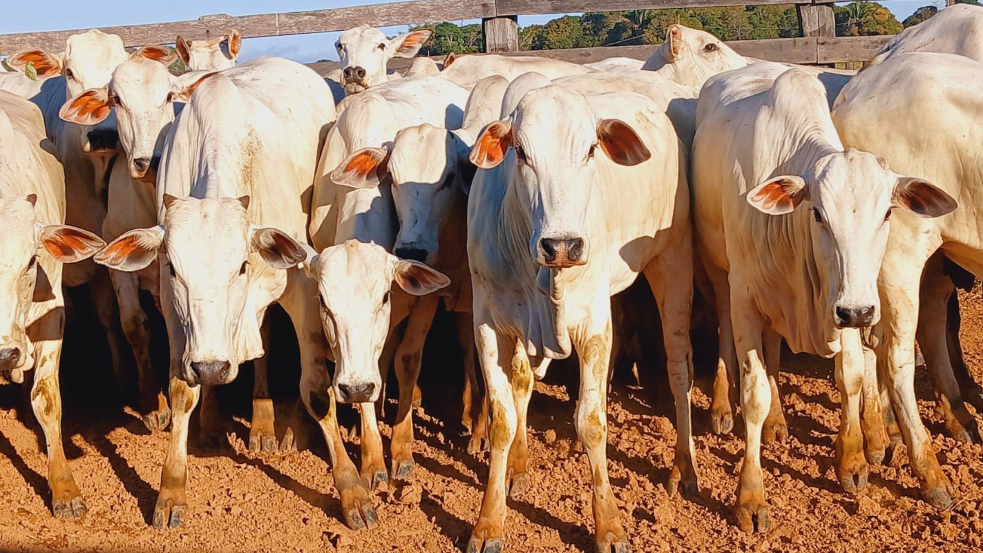 Foto: Divulgação. 